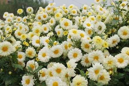 菊花.jpg
